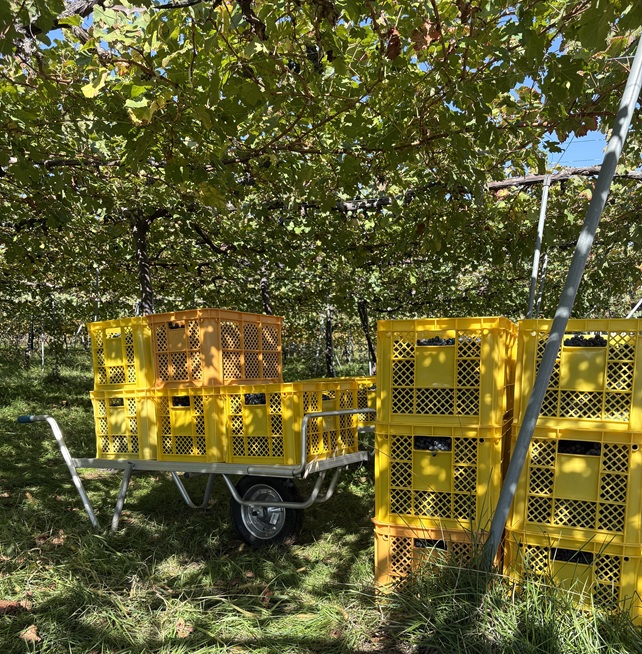 ���n�I��