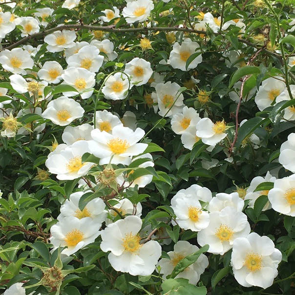 �i�j���m�C�o��