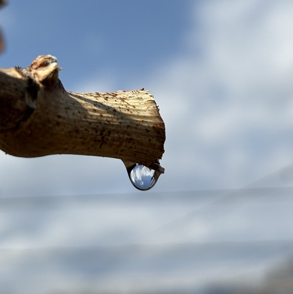 ���g����