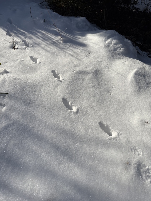 �L�c�l�̑���